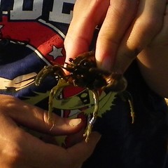 Pacifastacus leniusculus