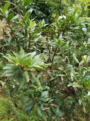Cestrum buxifolium