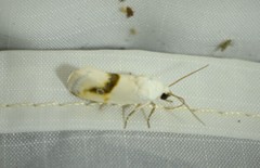 Ponometia virginalis