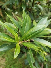 Cestrum buxifolium