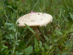 Saproamanita vittadinii