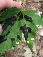 Acericecis ocellaris