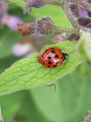 Harmonia axyridis