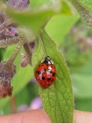 Harmonia axyridis