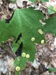 Acericecis ocellaris