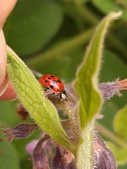Harmonia axyridis