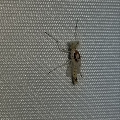 Coelotanypus concinnus