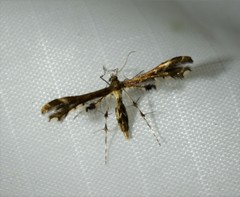 Geina periscelidactylus