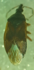 Tetraphleps