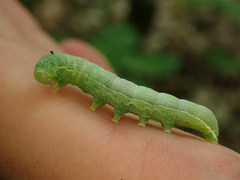 Orthosia hibisci