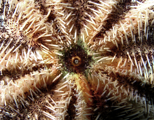Collector Urchin, photo 6 of 10