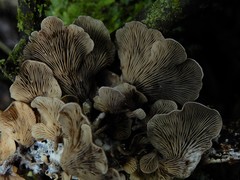 Rhizocybe