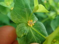 Euphorbia purpurea