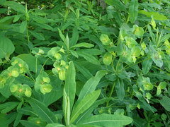 Euphorbia purpurea