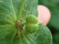 Euphorbia purpurea