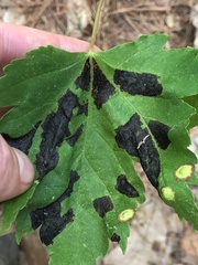 Acericecis ocellaris