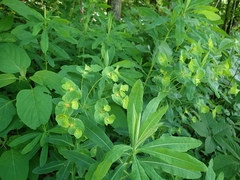 Euphorbia purpurea