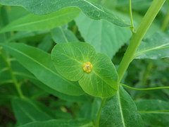 Euphorbia purpurea