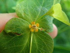Euphorbia purpurea