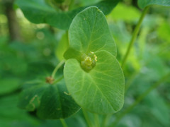 Euphorbia purpurea