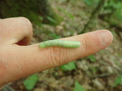 Orthosia hibisci