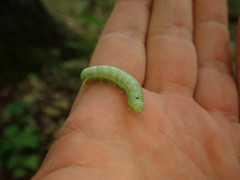 Orthosia hibisci