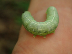 Orthosia hibisci