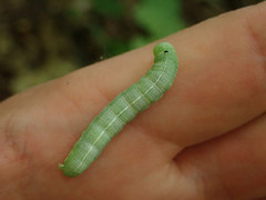 Orthosia hibisci