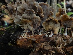 Rhizocybe