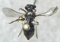 Lasioglossum versatum