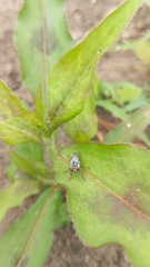 Diptera