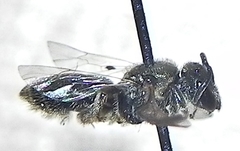 Lasioglossum versatum