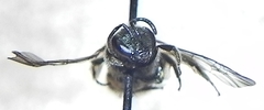 Lasioglossum versatum