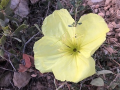 Oenothera howardii
