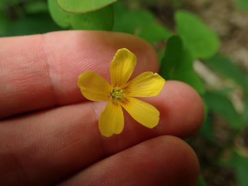 Great yellow woodsorrel (Oxalis grandis)