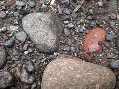 Sphaerodactylus millepunctatus