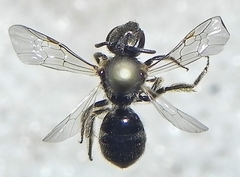 Lasioglossum versatum