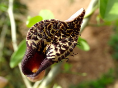 Aristolochia taliscana