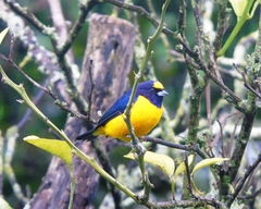 Euphonia concinna