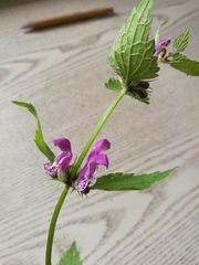 Lamium maculatum
