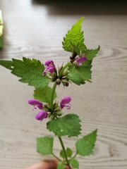 Lamium maculatum