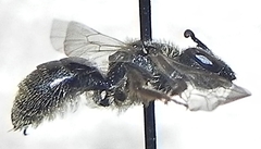 Lasioglossum versatum