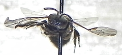 Lasioglossum versatum