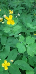 Chelidonium majus