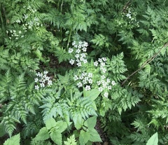 Anthriscus sylvestris