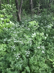 Anthriscus sylvestris