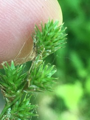 Carex echinodes