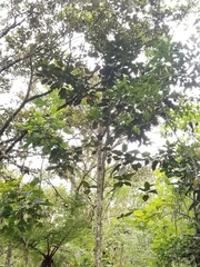 Ficus tequendamae