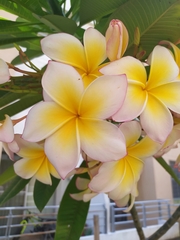 Plumeria