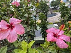Hibiscus rosa-sinensis